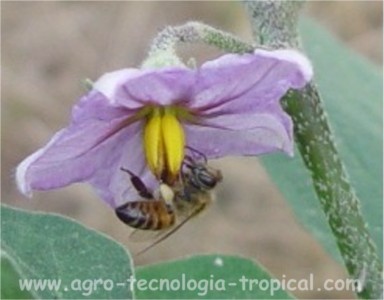 Las abejas se intoxican por neonicotinoides al consumir el polen y el nectar tratado con el insecticida